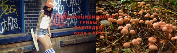 молекула духа Богданович